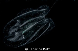 Comb jelly by Federico Betti 